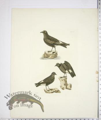 Seculas Petrel and Stonny